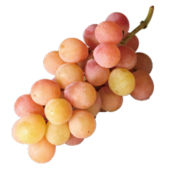 愛知安芸クイーン