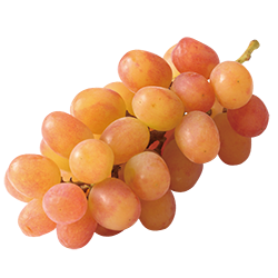 ヌーベルローズ