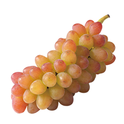 プリモアモーレ