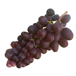 クイーンセブン