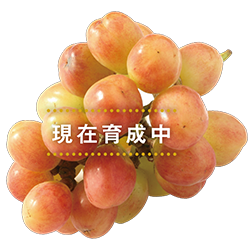 ティアーズレッド